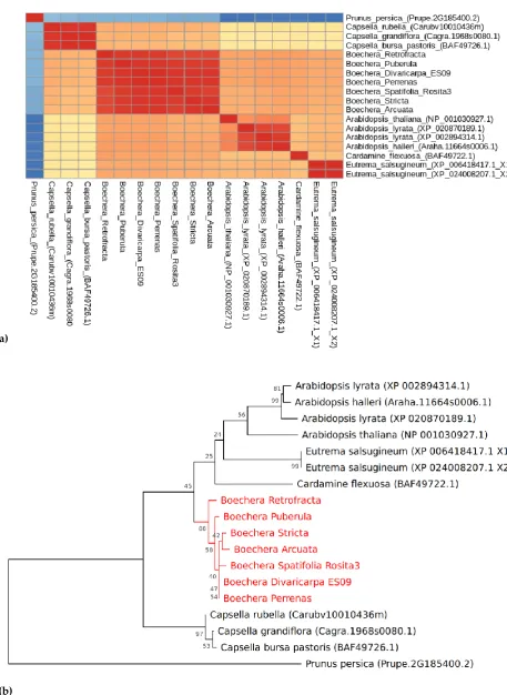 Figure 2.  (a) Similarity matrix and (b) Phylogenetic tree of CENH3 (histone H3-like centromeric protein) in seven species of interest