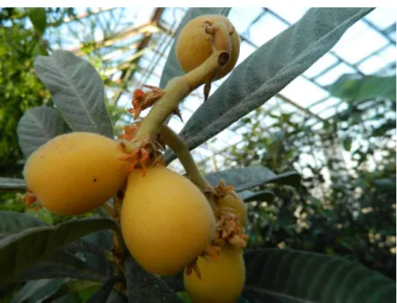 Fig. 1. Eriobotrya japonica (Thunb.) Lindl. 