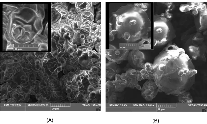 Figure 1 – SEM micrographs of (A) sample 1: 110ºC, 2kg/h and (B) sample 2: 170ºC, 2kg/h 
