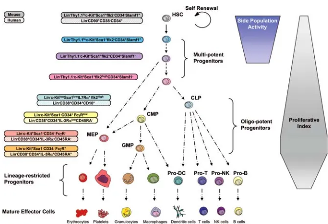Fig. 1.1.2. A representative scheme of the hematopoietic developmental hierarchy. The cell 