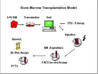 Fig. 3.8. Experimental design of bone marrow transduction and transplantation assay.  