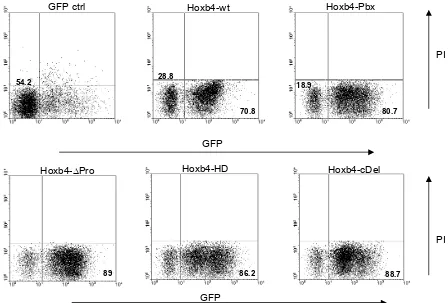 Fig 4.3.1. Transduction efficiencies of 5-FU enriched BM progenitor cells.  