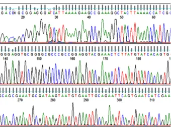 Figure 1. The Interface of the DNA Sequence Visualizing  Software, FinchTV 