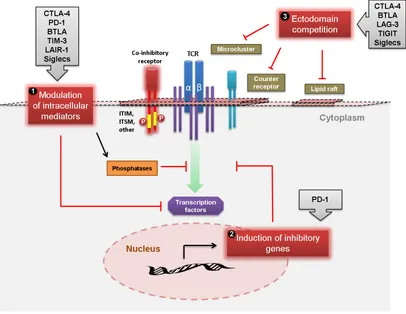 Figure 
  1.5: 
  Mechanisms 
  through 
  which 
  co-­‐inhibitory 
  receptors 
  regulate 
  T 
  cell 
  signaling 
  