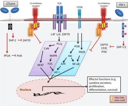 Figure 
  1.6: 
  Activation 
  of 
  protein 
  tyrosine 
  phosphatases 
  (PTP) 
  and 
  regulation 
  of 
  TCR 
  signalling 
   
  