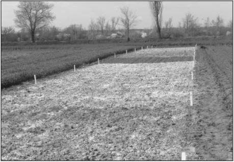 Fig. 1. Experimental field from Moara Domnească – Ilfov (2013) 