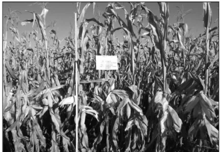 Table 3  The influence of metallurgical waste on maize yield form experimental  