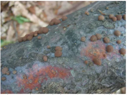 Fig. 4. Nectria sp. attack – frequently on Lăpuşnic Valley 