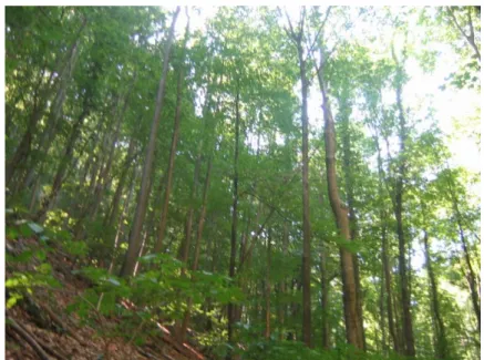 Fig. 1. Ass. Phyllitidi – Fagetum Soó 1964 on the Ungureanu Valley 