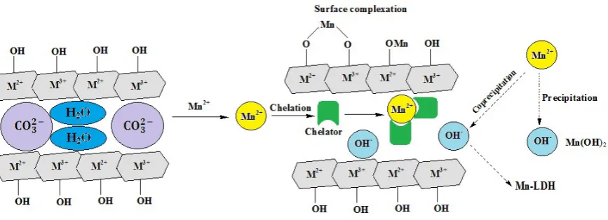 Figure 8. The possible adsorption mechanism of Mn2+ 