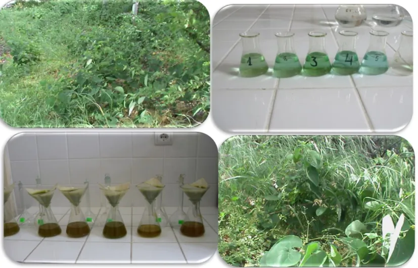 Figure 5. Preparing Aristolochia Clematitis tincture in a laboratory 