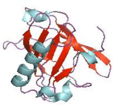 Figure 1.1 The tertiary structure of a lipocalin  