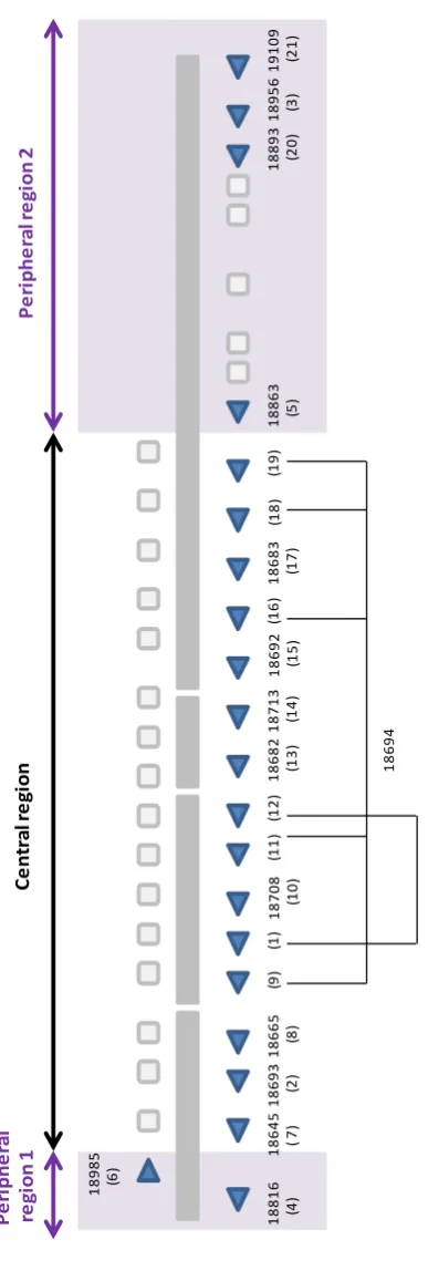 Figure 1.3 C57BL/6 mouse MUP gene cluster Predicted MUP genes are represented by the blue triangles (1-21), pseudogenes are illustrated by the gray squares