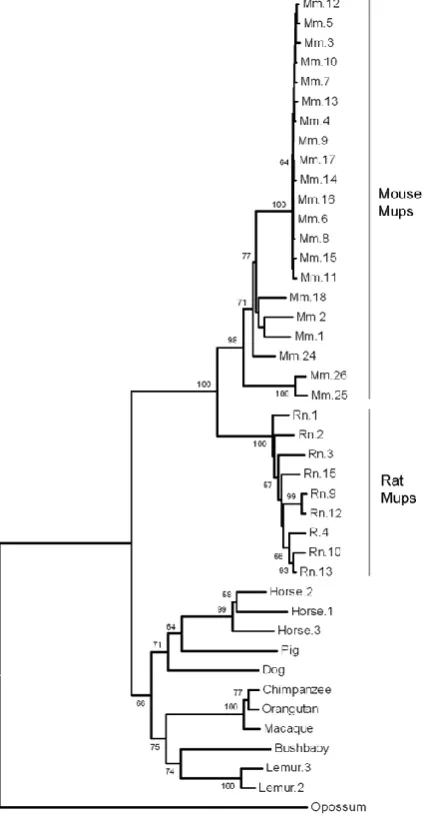 Figure 1.4 Phylogeny of MUP coding sequences in mammals