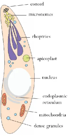 Figure 1.3:  Summary of the invasion process in Apicomplexa. The parasite attaches to a host cell and 