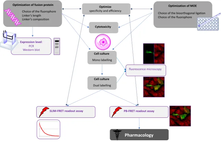 Figure 6. Flowchart demonstrating how to combine the technologies for FRET-based imaging of dual labeling of glycoproteins 