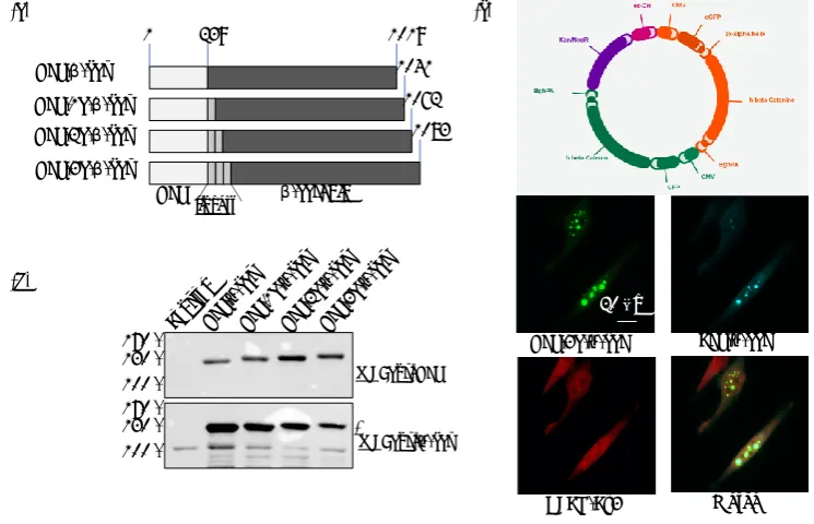 Figure 2 Design and validation of fluorescent -catenin fusion proteins. a) Schematic representation of the different GFP--catenin constructs used in this study