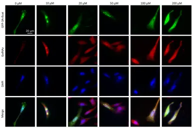 Figure 3. Optimization of the concentration of the chemical reporter. HeLa transfected with the GFP-3a--catenin expressing vectors were treated with increasing Ac4GalNAz concentration (10, 20, 50, 100 and 200 M) and labeled with DBCO-cy3 (10 M)