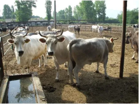 Fig. no. 1 Grey Steppe breed (by Creangă, Ş., 2010) 