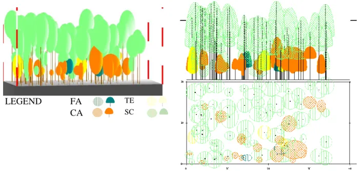 Figure 2 Graphical representation of three-dimensional and vertical and horizontal profile of forest  installed on compartment 18B, U.P.IV Lisava 