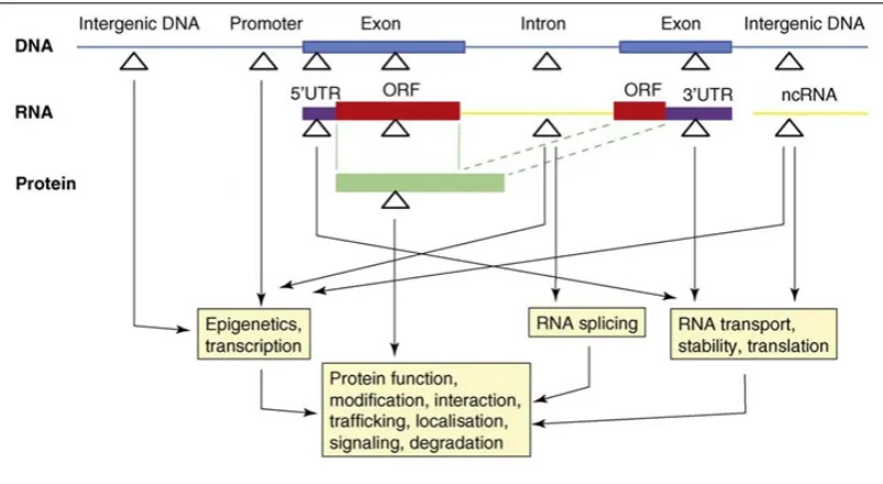 Figure 1.2. Locations of polymorphisms in the genome and their potential effects. 