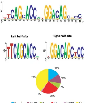 Figure 1.5. The NRSE consensus sequence and genomic distribution. start site.Distribution of NRSF binding sites across the human RefSeq reference genome according to Jothi et al