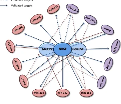 Figure 1.8. NRSF-miRNA signalling pathway. Schematic showing interactions between the 