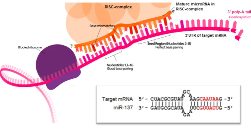 Figure 1.11. Binding of the miRNA-induced silencing complex (miRISC) to target mRNA.
