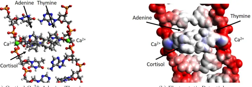 Figure 3: As adapted from [16], in (a), after integration of the cortisol molecule with calcium ions,and release from the ligand binding domain, the interaction with the Adenine-Thyminepairing is shown, in which cortisol is also connected through intermole