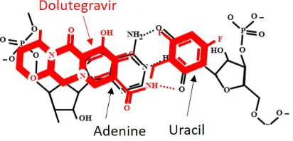 Figure 4:The chemical structure of dolutegravir indicates a strong match for binding with theAdenine-Uracil nucleotides