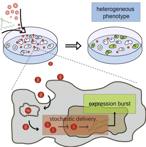 Figure 1.Experimental setup for single cell transfection experiments (partupper) and key elements of the theoretical model (lower part)