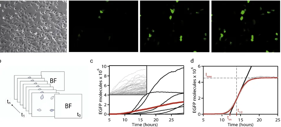 Figure 2.Acquisition of single cell time series. a: Microscopy view ﬁelds from a Lipofectamine transfection experiment