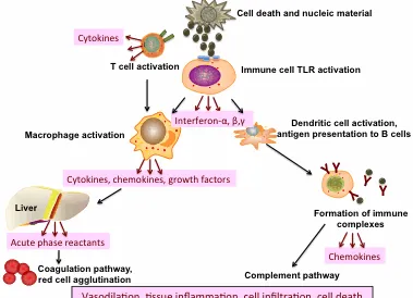 Figure 2: An illustration of the dysregulated immune system in SLE 