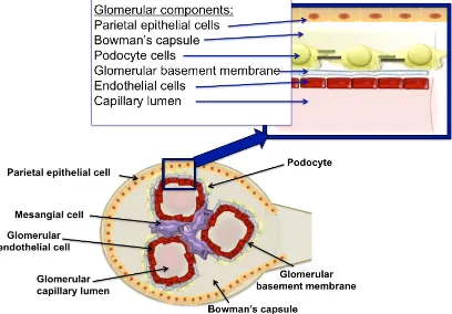 Figure 3: A cross sectional image of the glomerulus and the glomerular filtration barrier 
