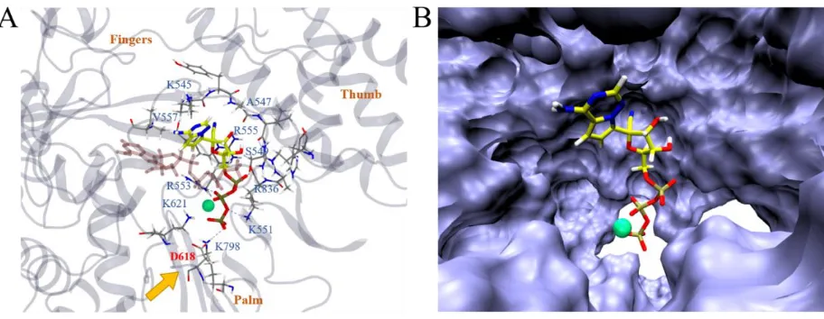 Figure 5. In (A), we illustrate the most stable binding mode of COVID-19 NSP12-RemTP (with Mg2+) based on the clustering result (Figure 3B, upper panel)