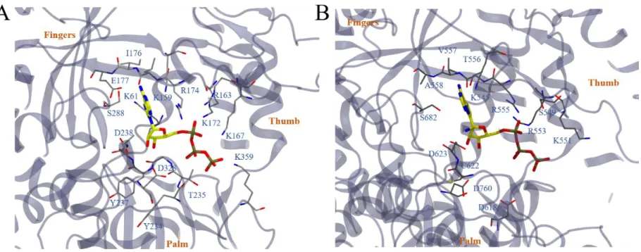 Figure 2. The binding mode of ATP to poliovirus RdRp (PDBID: 2ILY) is illustrated in (A)