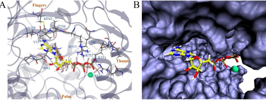 Figure 4. In (A), we illustrate the most stable binding mode of COVID-19 NSP12-ATP (with Mg2+) based 
