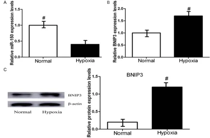 Figure 1. Expression levels of miR-150 and BNIP3 in hypoxia-induced CAL-27 cells. CAL-27 cells were cultured under normoxia or hypoxia for 24 h