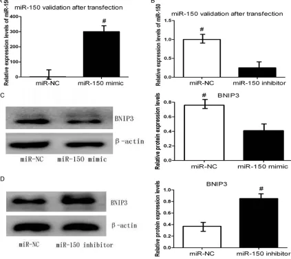 Figure 4. miR-150 negatively regulates BNIP3 protein levels in CAL-27 cells under hypoxia