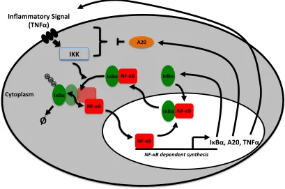 Figure 1.5 - Schematic of some of the core components of the NF-κB signalling system and their interactions