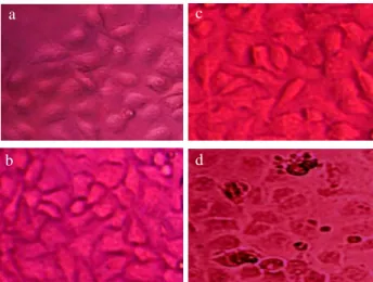 Figure 4.  Normal  Chang  Liver  Cells  under  Light  Micro- Micro-scope Observations