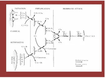 Figure 4. Immunoe; ectrophoretic demonstration of activated human Complement.                                                            