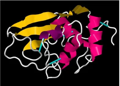 Figure 1.1.1. Protein structure of lysozyme displaying; the protein backbone in white, α-helix in 