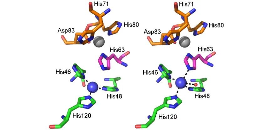 Figure 1.1. The structure of human SOD1. The SOD1 β-barrel is highlighted in red. Loops are highlighted purple except loop IV and VII, the zinc and the electrostatic loops which are highlighted green and cyan respectively