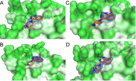 Figure 3.9. MDQ bound to multiple SOD1 mutants. 2Fo-Fc electron density maps contoured at 1σ of MDQ bound at the Trp32 site in (A) I113T SOD1 pH 8 C2221 crystal structure (B) L38V SOD1 in the P212121 form, (C) wild-type SOD1 and (D) H48Q SOD1 grown at pH 5 in the P21 form.