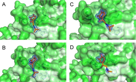 Figure 3.19. Isoproteranol bound to multiple SOD1 mutants. 2Fo-Fc electron density maps contoured at 1σ of the loopII/catecholamine pocket with Isoproteranol bound in (A) I113T SOD1 pH 8 C2221 crystal structure (B) L38V SOD1 , (C) wild-type SOD1 and (D) H48Q SOD1 grown at pH 5 in the P21 form.