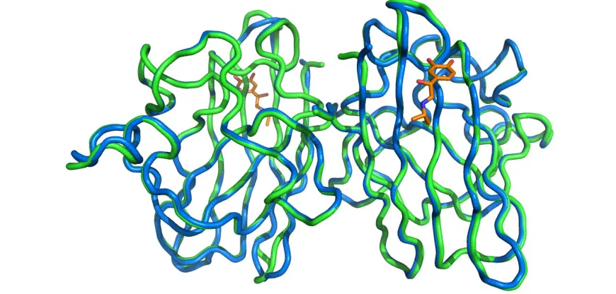 Figure 3.20. Comparison of I113T SOD1 in the native and isoproteranol bound states. Structural alignment, RMSD = 0.25 Å, of I113T SOD1 with isoproteranol bound at the loop II site (blue and orange) with the structure of wild-type SOD1 (2C9V) (green)