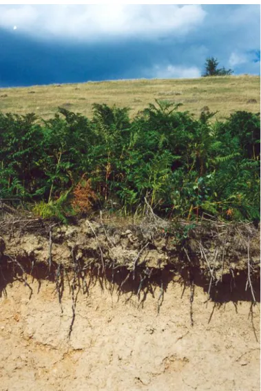 Fig .3. Pteridium aquilinum by invading the meadows from  the  south-western  part of the  country (Semenic Mountains) (foto Alma Lioara Nicolin) 