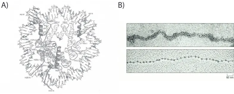 Figure 1.1.3: The nucleosome is the basic building block of chromatin A)The crystal structureof the nucleosome (from [138])