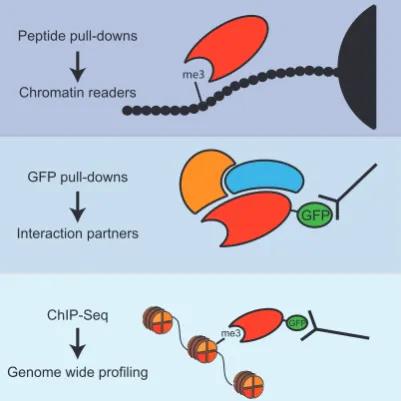 Figure 2.1.1: Three techniques were com-bined to study trimethyl lysine readerschromatin mark and to deﬁne the genomePeptide pull-downs were used to identifyproteins associated with the respective chro-matin marks
